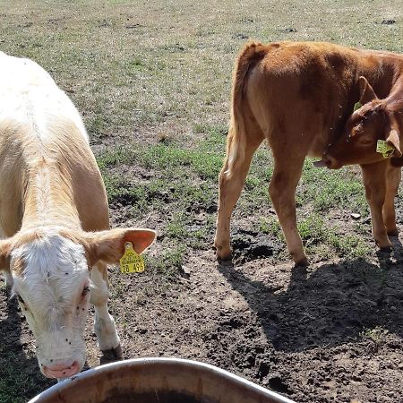 Spreewaldpension Glatz Myšyn Dış mekan fotoğraf